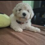 French poodle Toy