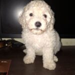 French poodle Toy