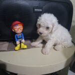 French poodle Toy