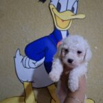 French poodle Toy
