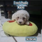French poodle Toy