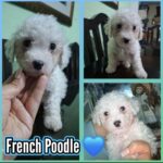 French poodle Toy