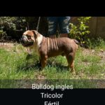 Bull dog ingles