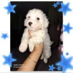 French poodle Toy
