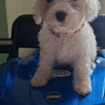 French poodle Toy