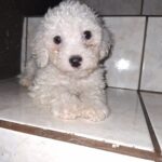 French poodle Toy