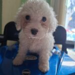French poodle Toy