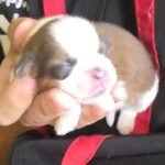 Shihtzu Pedigree A, 1 macho 2 hembras
