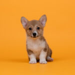 Corgi