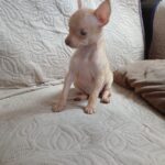 Chihuahuas en chimaltenango, minis.