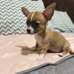 CHIHUAHUAS MACHOS