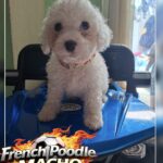 French poodle Toy