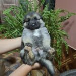 Cachorro de madre Pastor Aleman