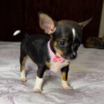 CHIHUAHUAS HEMBRAS