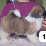 Shihtzu Pedigree A