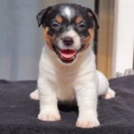 JACK RUSSELL TERRIER