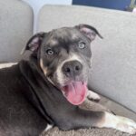 American Bully hembra en busca de hogar❤️