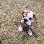 Bulldog Ingles