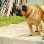 Pug