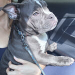 American Bully en busca de hogar