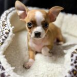 CHIHUAHUAS CABEZA DE MANZANA
